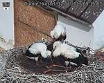 Capi_Dubne_20250712_091503.jpg
