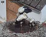 Capi_Dubne_20250712_092503.jpg