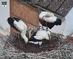 Capi_Dubne_20250712_093003.jpg