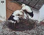 Capi_Dubne_20250712_093504.jpg