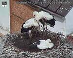 Capi_Dubne_20250712_094003.jpg