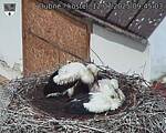 Capi_Dubne_20250712_094503.jpg
