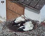 Capi_Dubne_20250712_095004.jpg