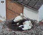 Capi_Dubne_20250712_095503.jpg