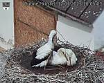 Capi_Dubne_20250712_100503.jpg