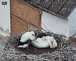 Capi_Dubne_20250712_101004.jpg