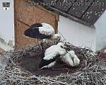 Capi_Dubne_20250712_102003.jpg