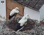 Capi_Dubne_20250712_102503.jpg