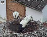 Capi_Dubne_20250712_103002.jpg