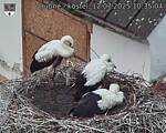 Capi_Dubne_20250712_103504.jpg