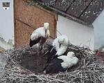 Capi_Dubne_20250712_104003.jpg