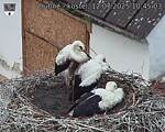 Capi_Dubne_20250712_104503.jpg