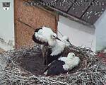 Capi_Dubne_20250712_105004.jpg