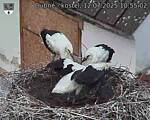 Capi_Dubne_20250712_105502.jpg