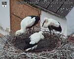 Capi_Dubne_20250712_110004.jpg