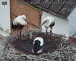 Capi_Dubne_20250712_110503.jpg