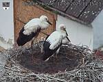 Capi_Dubne_20250712_111503.jpg
