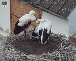 Capi_Dubne_20250712_112004.jpg