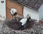 Capi_Dubne_20250712_113003.jpg