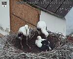 Capi_Dubne_20250712_114503.jpg