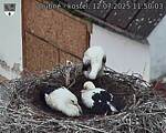 Capi_Dubne_20250712_115003.jpg