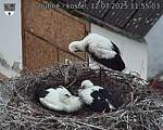 Capi_Dubne_20250712_115503.jpg