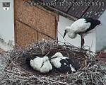 Capi_Dubne_20250712_120003.jpg