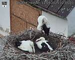 Capi_Dubne_20250712_120503.jpg