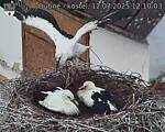 Capi_Dubne_20250712_121003.jpg