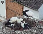 Capi_Dubne_20250712_121504.jpg