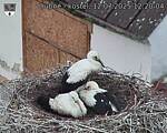 Capi_Dubne_20250712_122004.jpg