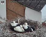 Capi_Dubne_20250712_123003.jpg