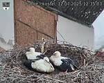 Capi_Dubne_20250712_123503.jpg