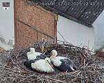 Capi_Dubne_20250712_124003.jpg