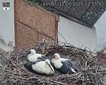 Capi_Dubne_20250712_125502.jpg