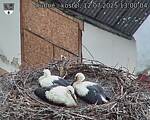 Capi_Dubne_20250712_130004.jpg