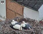 Capi_Dubne_20250712_130503.jpg