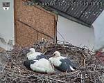 Capi_Dubne_20250712_131003.jpg