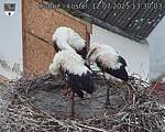 Capi_Dubne_20250712_133003.jpg