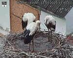 Capi_Dubne_20250712_134503.jpg