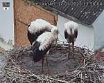 Capi_Dubne_20250712_135004.jpg