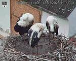 Capi_Dubne_20250712_135504.jpg