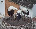 Capi_Dubne_20250712_140003.jpg