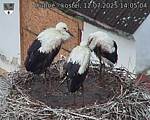 Capi_Dubne_20250712_140504.jpg