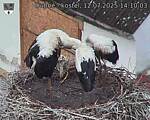 Capi_Dubne_20250712_141003.jpg