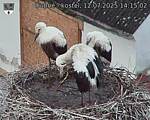 Capi_Dubne_20250712_141502.jpg