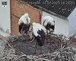 Capi_Dubne_20250712_142003.jpg