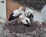 Capi_Dubne_20250712_142502.jpg