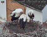 Capi_Dubne_20250712_143004.jpg