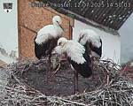 Capi_Dubne_20250712_145003.jpg
